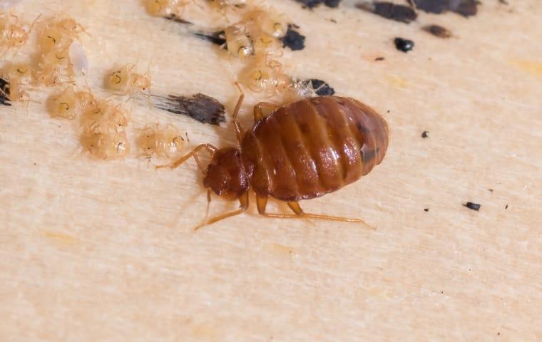 Here's How To Tell If Your Pompano Beach Home Has Bed Bugs